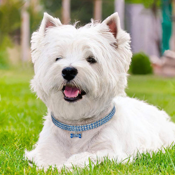 Dog necklace Hanzuva
