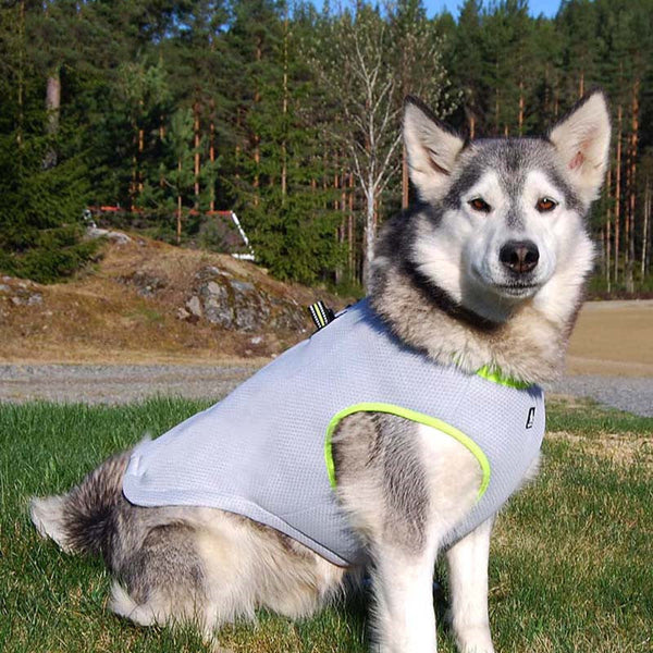 Dog summer traction harness cooling suit Hanzuva