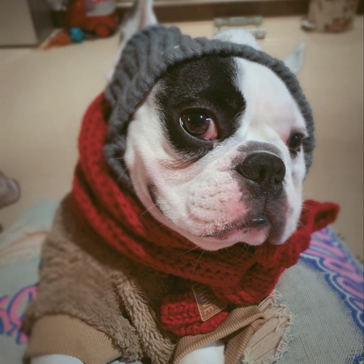 Anglo-FrenchBulldog Pug Funny Hat